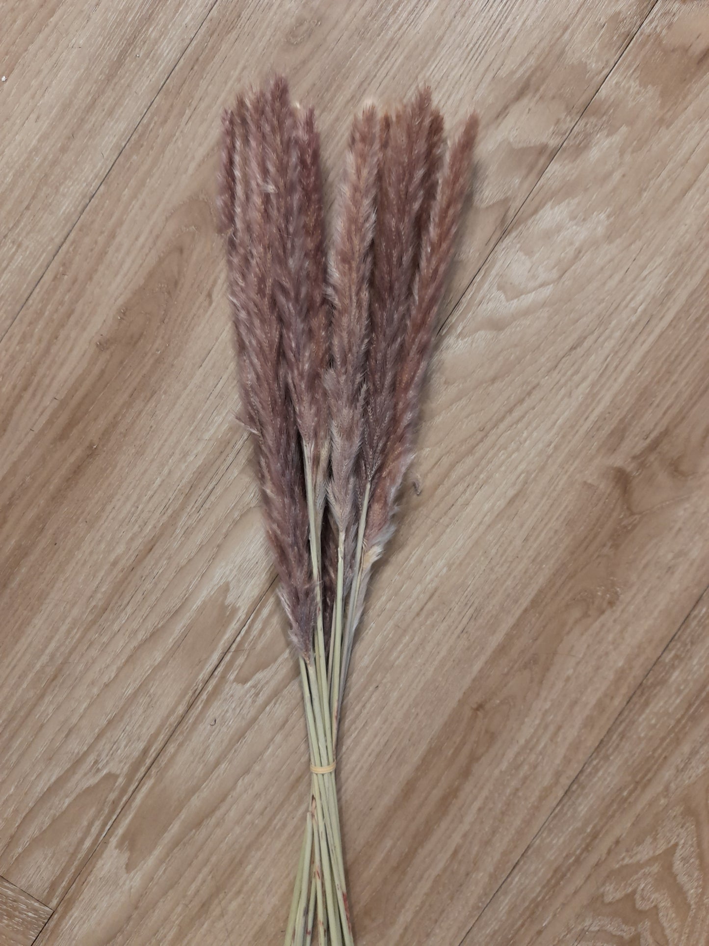 Pampas Grass M
