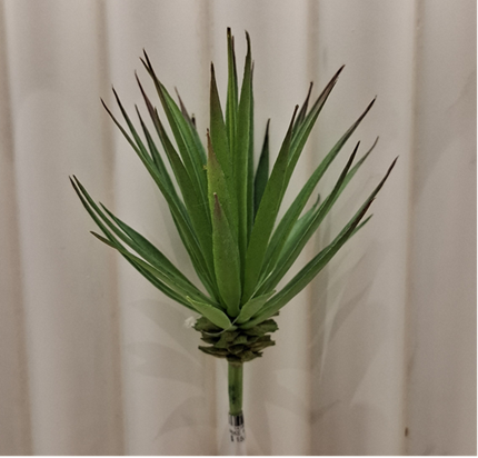 Spike Aloe