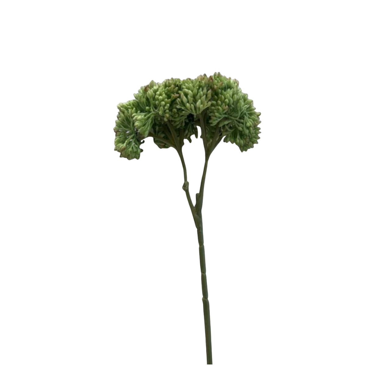 Large Donkey Tail