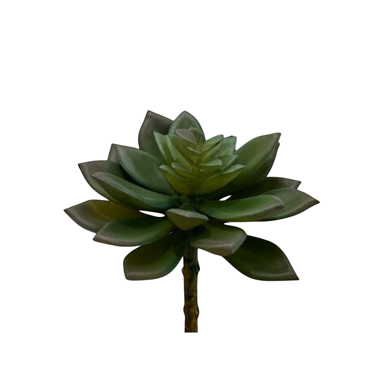 Soft Echeveria Stem Pick Green/Burgundy
