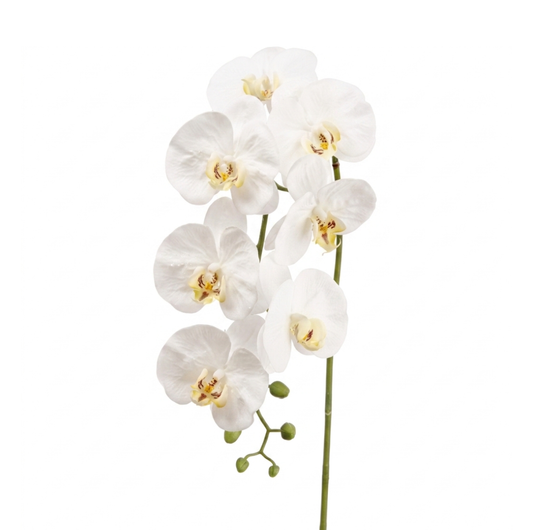Orchid Phalaenopsis