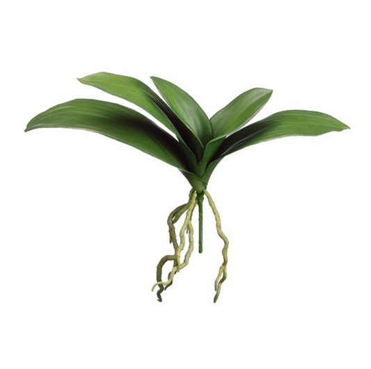 Phalaenopsis Green Leaf 15