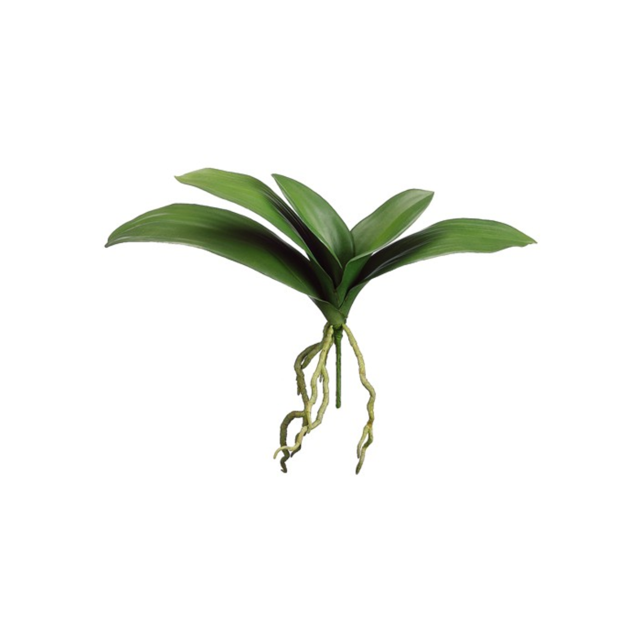 Phalaenopsis Leaf Plant 13