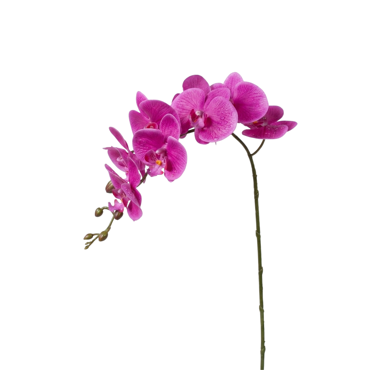 Phalaenopsis Orchid Fucsia 31