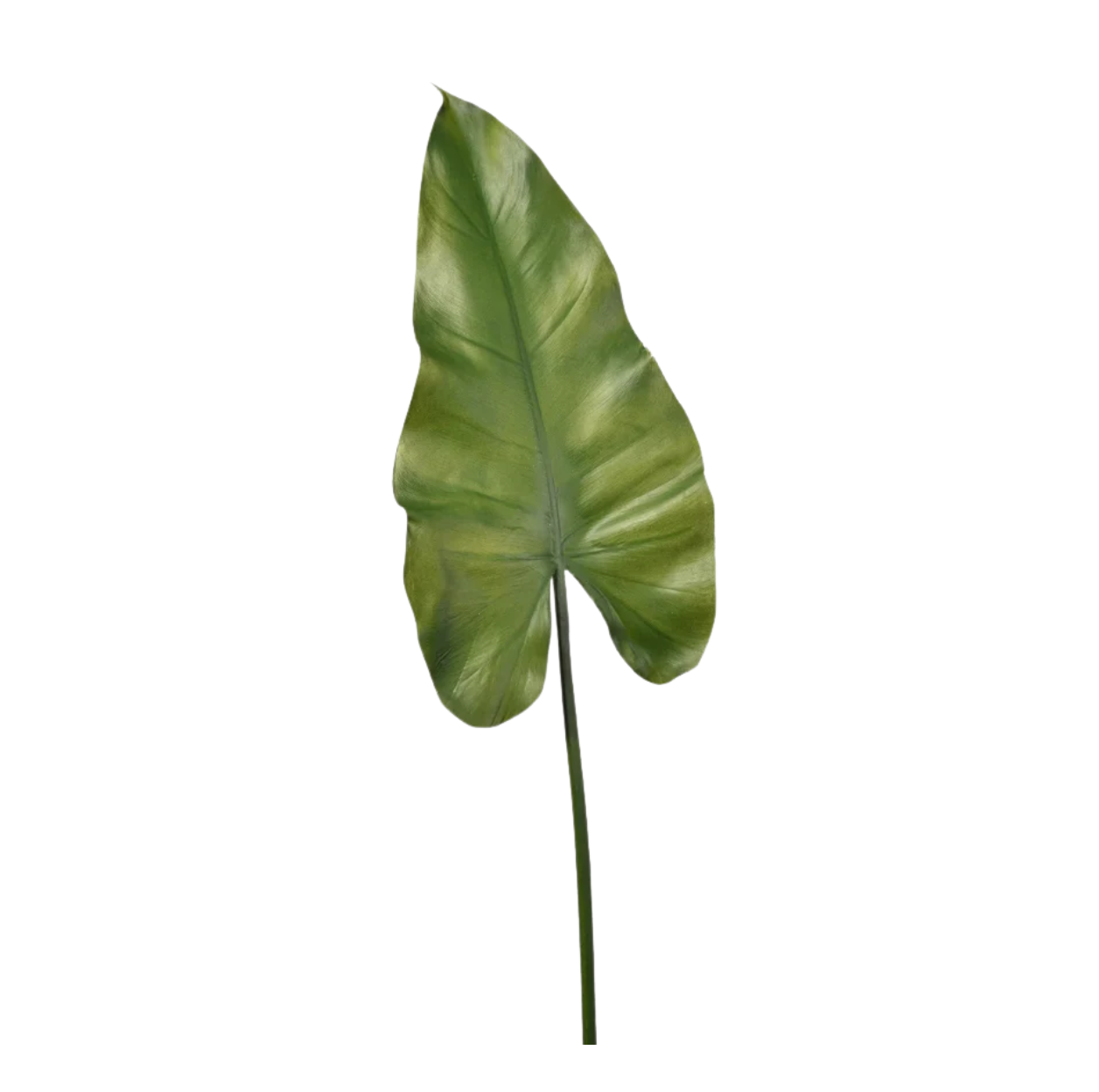Elephant Ear Leaf