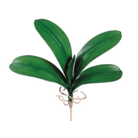 Phalaenopsis Leaf Plant