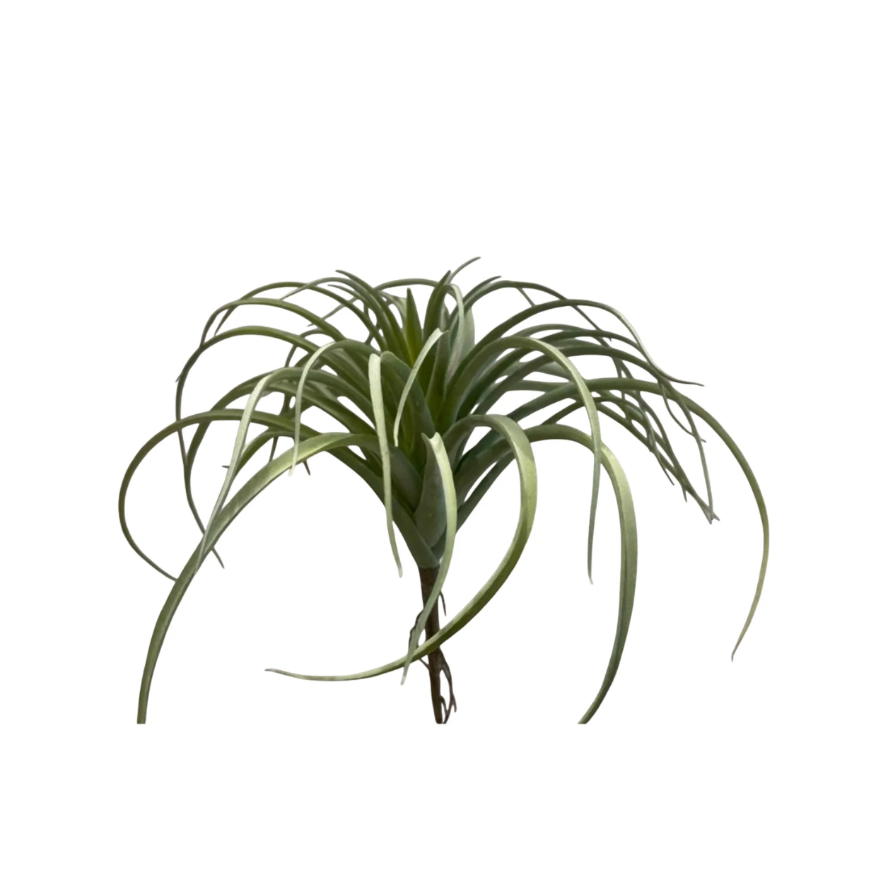 Tillandsia Large