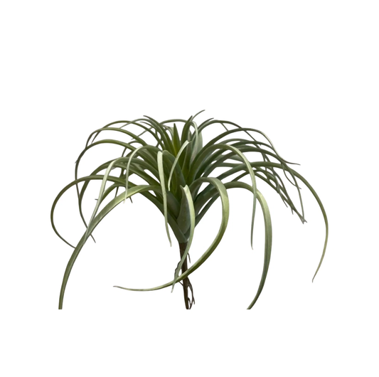 Tillandsia Large