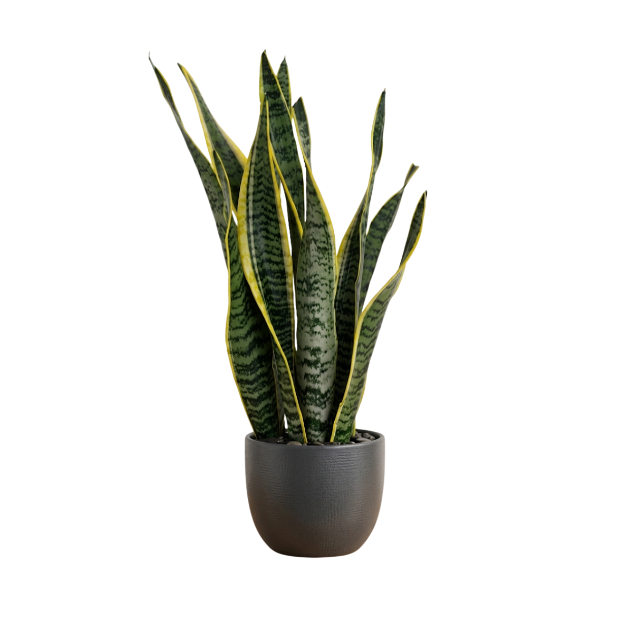 Sansaveria Plant