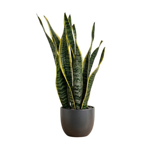Sansaveria Plant