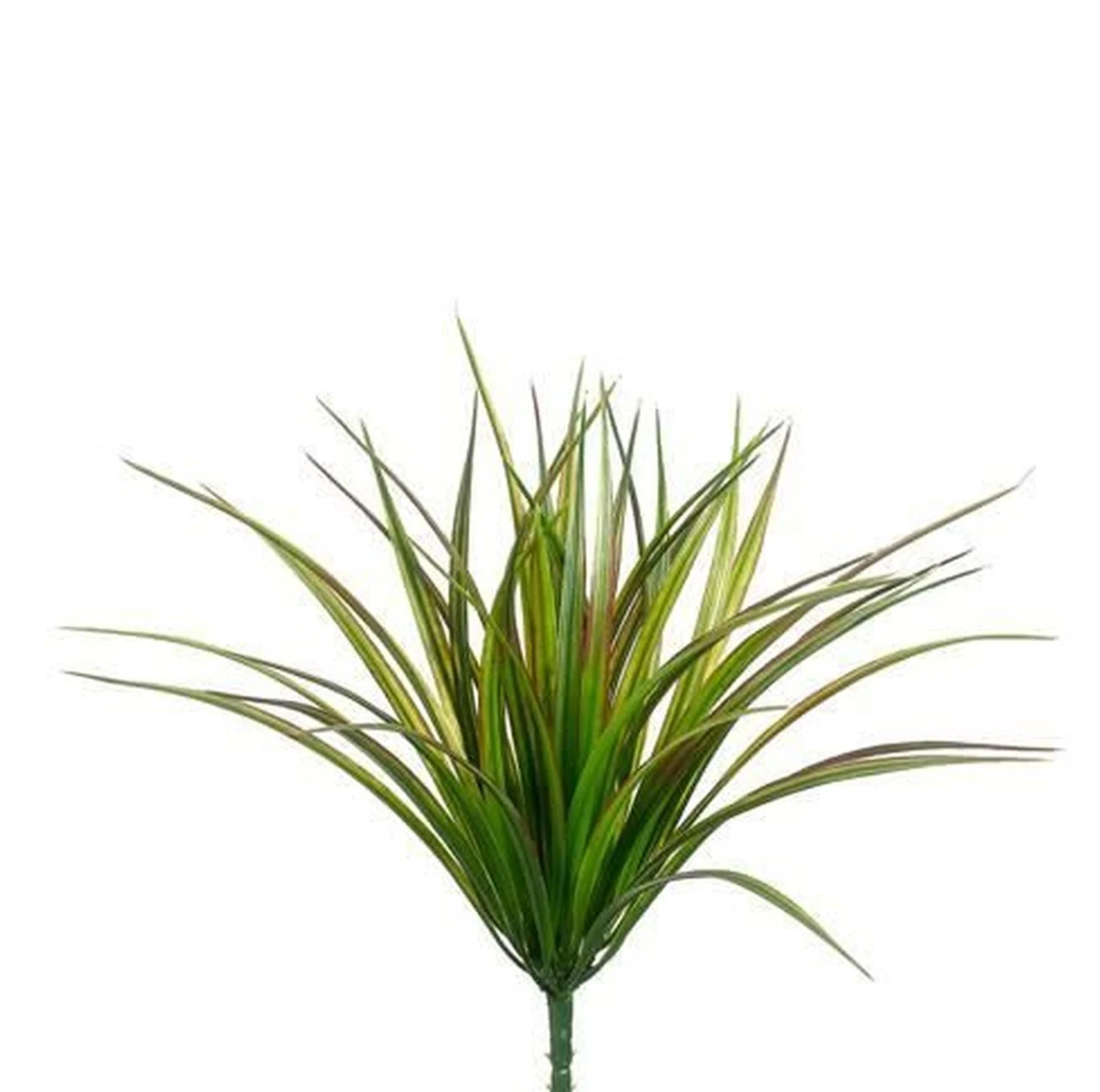 Vanilla Grass Bush