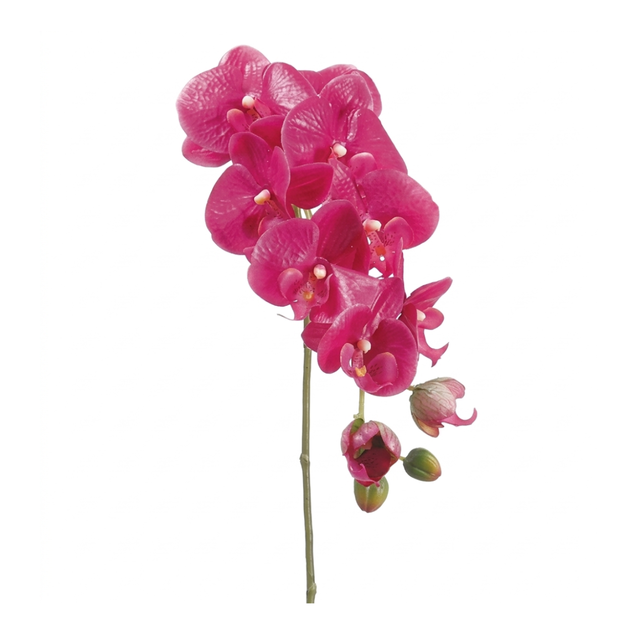 Phalaenopsis Orchid 31