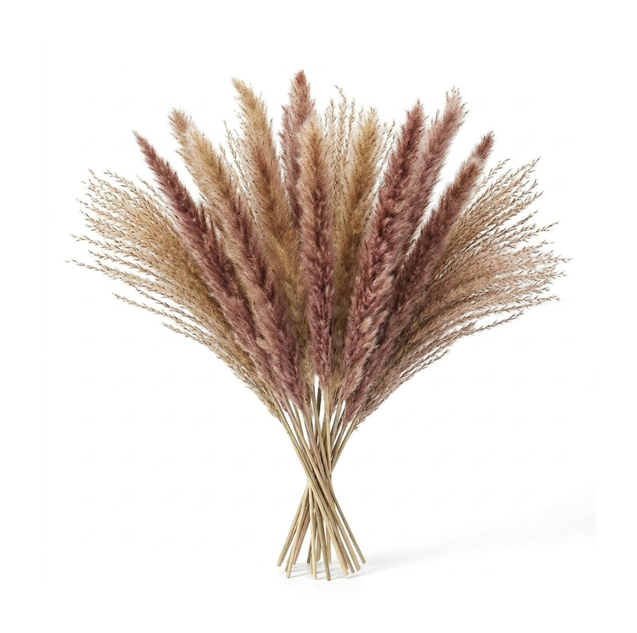 Dried Natural Pampas