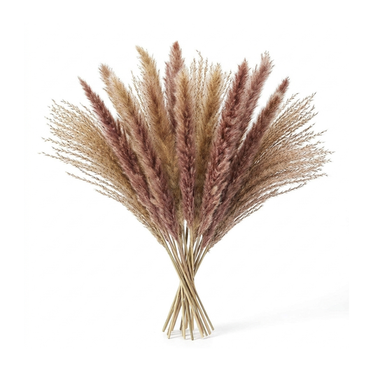 Dried Natural Pampas