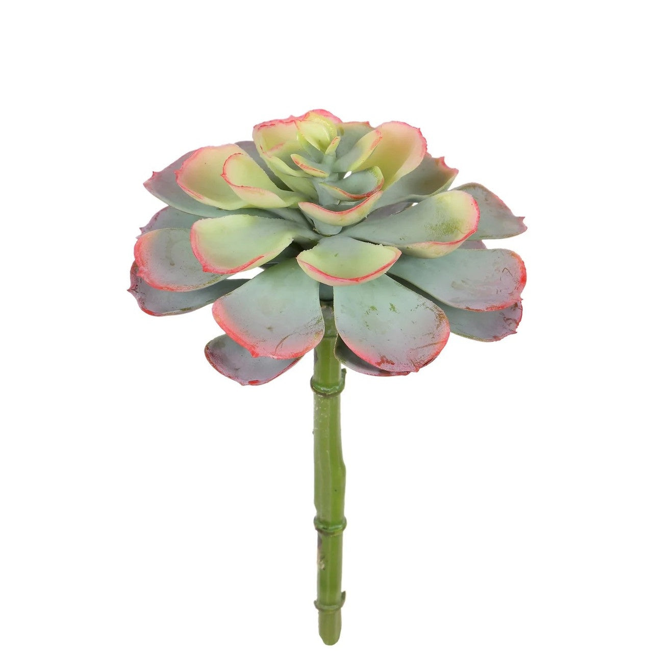 8" Dahlia Succulent