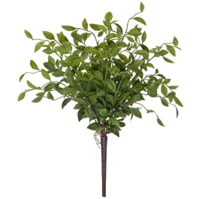 Wild Smilax Bush