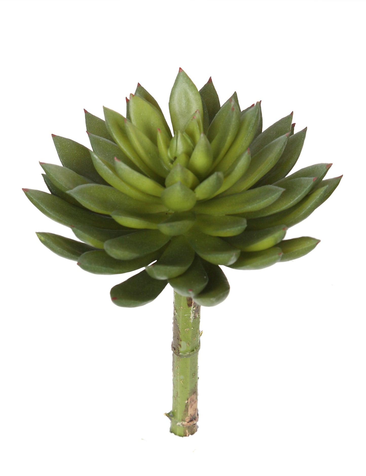 Succulent Lotus