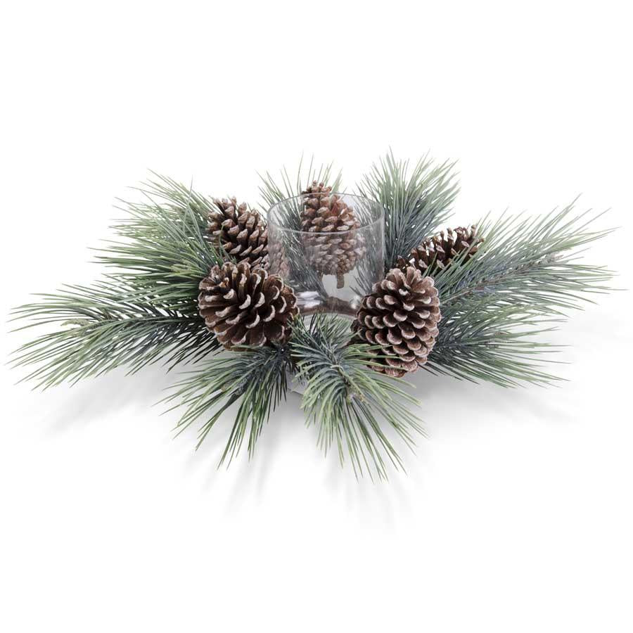 Hurricane Long Needle Seafoam Pine with Large Pinecones