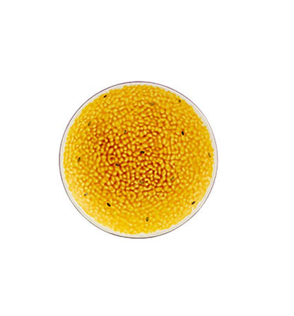 Bordallo Pinheiro Tropical Fruits