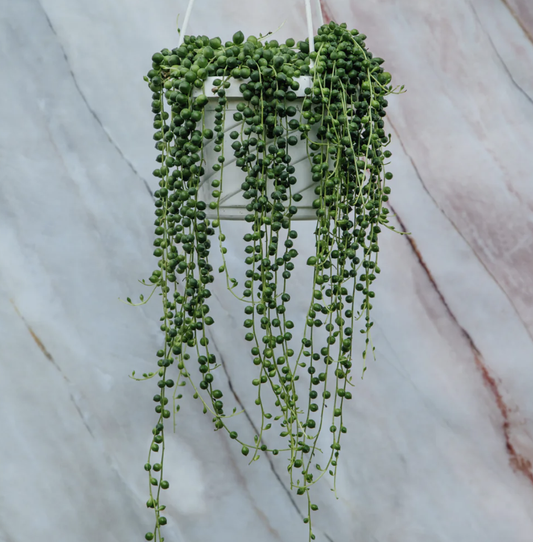 String Of Pearls | Details Panamá