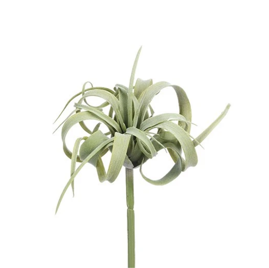 Tillandsia Pick