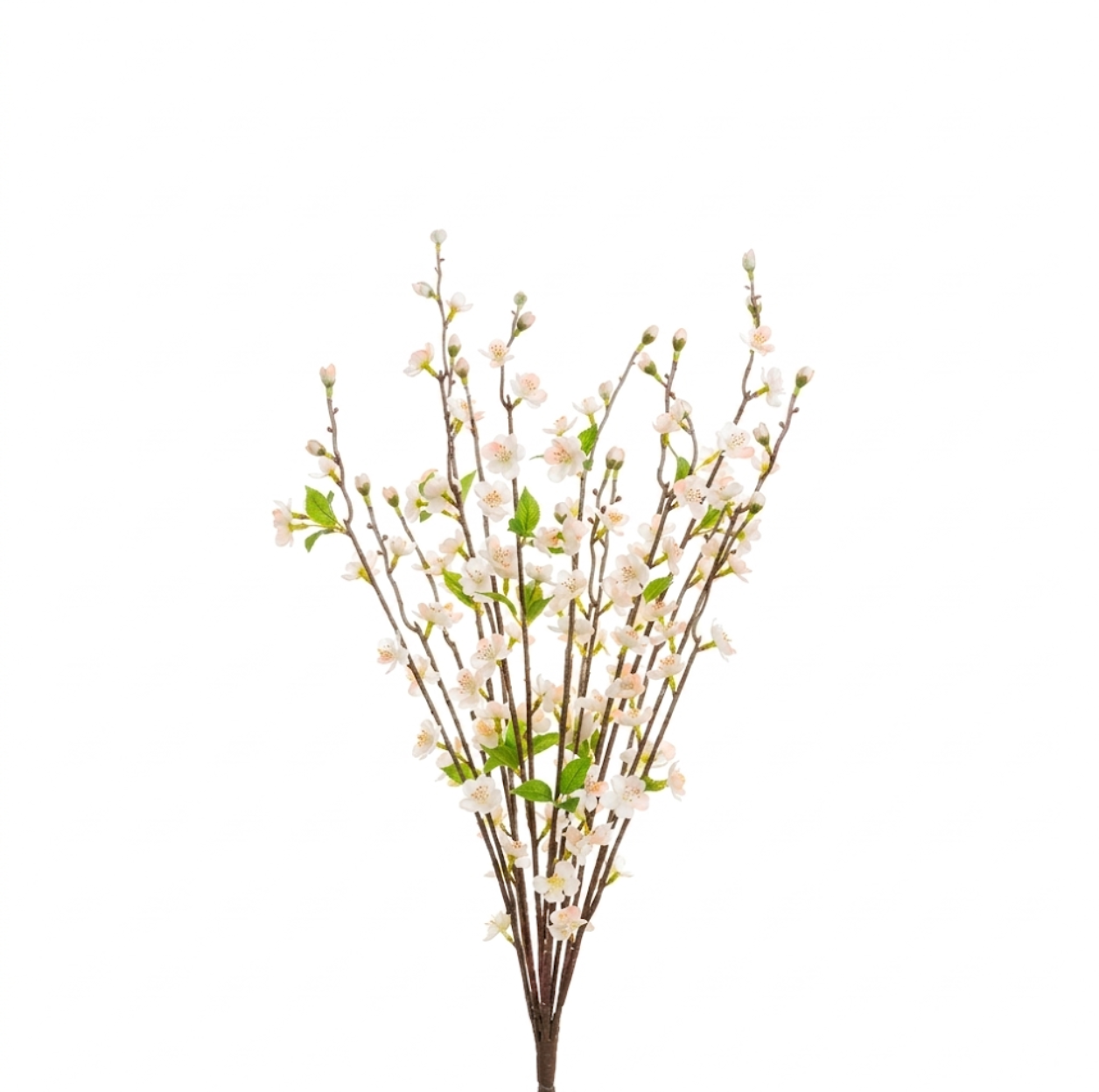 Peach Blossom