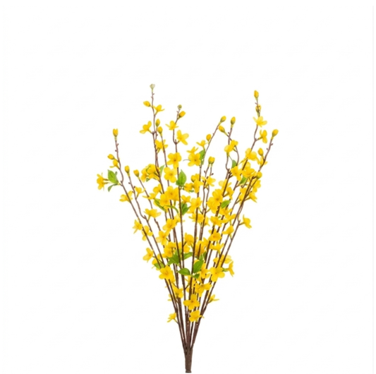 Forsythia Stem