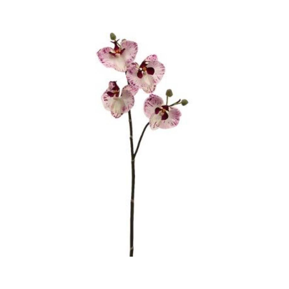 Phalaenopsis Orchid Spray 32