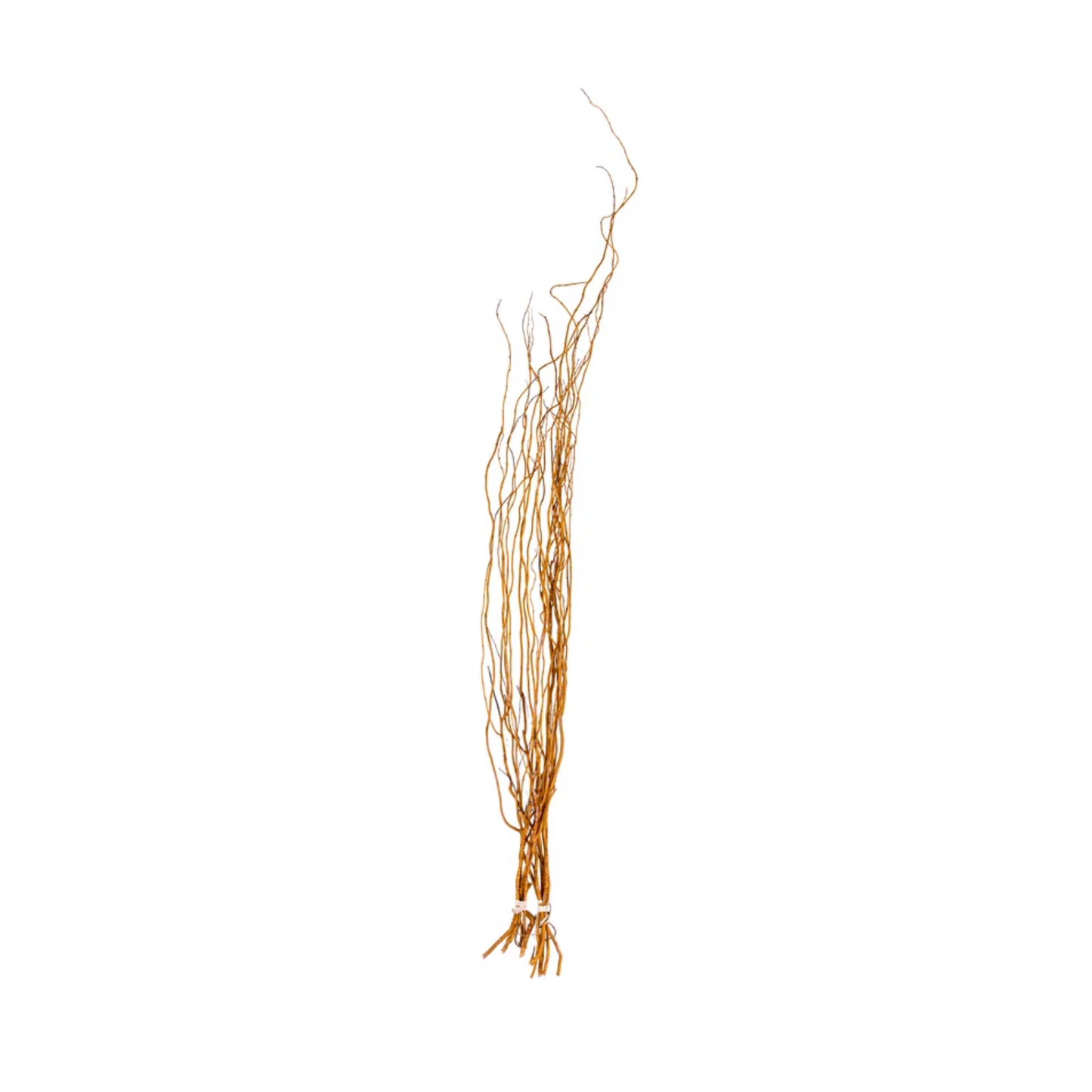 Curly Willow