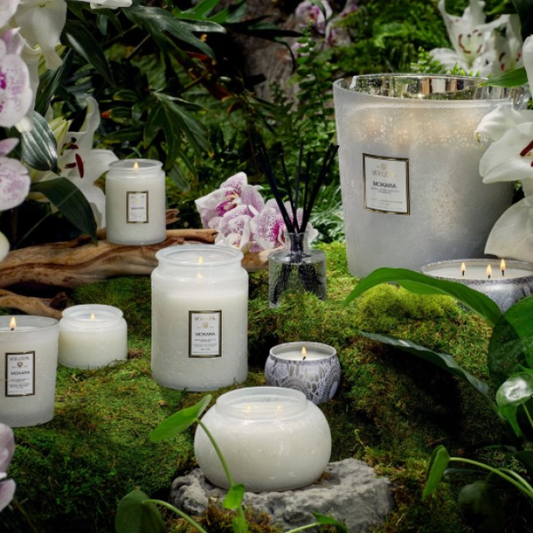Mokara Orchid Collection