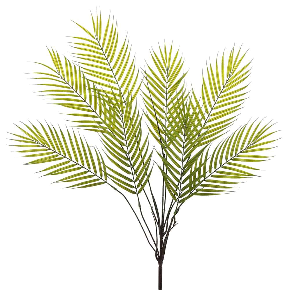 Palm Bush