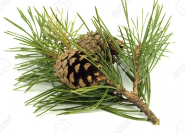 Pine Branch With Pine Cones