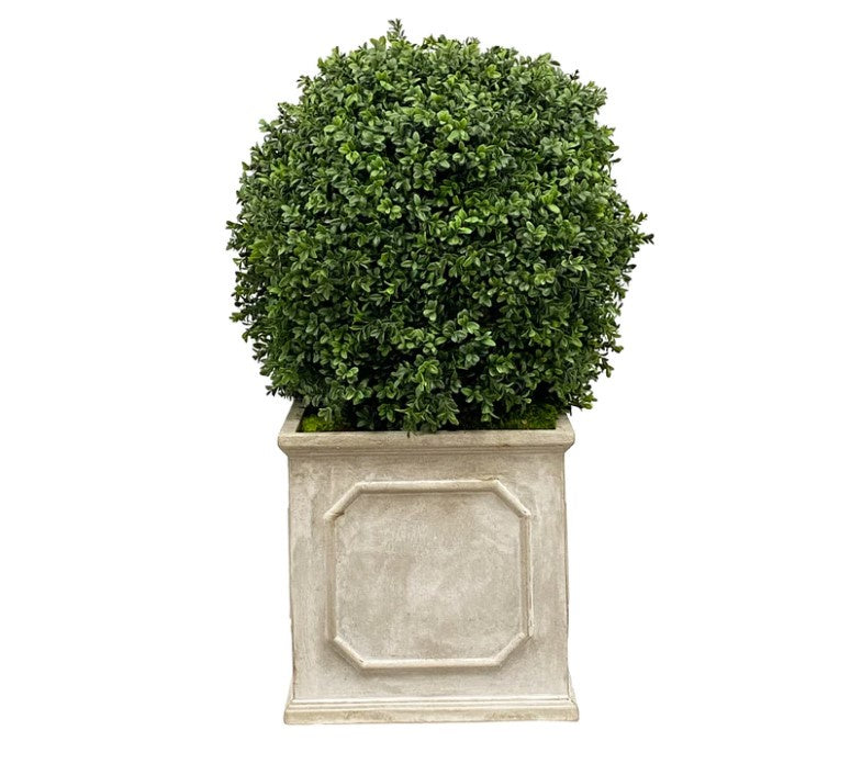 Boxwood