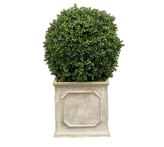 Boxwood