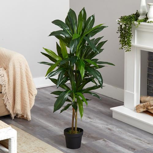 Dracaena Exotica